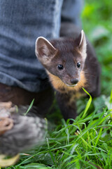 American Pine Marten (Martes americana) Kit Stands Behind Handlers Boot Summer