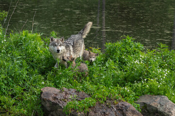 Grey Wolf (Canis lupus) and Pups Tail Up Summer