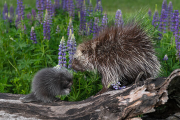 Porcupine (Erethizon dorsatum) Eyes Closed and Porcupette Chewing on Paw on Log Summer
