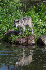 Grey Wolf (Canis lupus) at Edge of Pond Reflected Summer