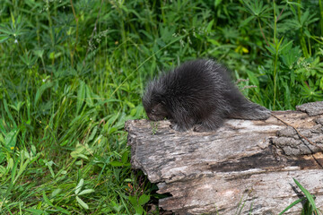 Porcupette (Erethizon dorsatum) Sniffs at Seeding Piece of Grass on End of Log Summer