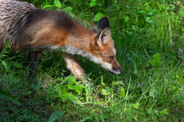 Adult Red Fox (Vulpes vulpes) Steps Right Through Grass Summer