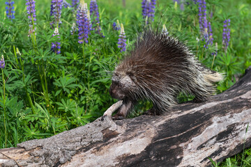 Adult Porcupine (Erethizon dorsatum) Walks Left Along Log Summer