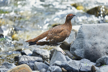 Ptarmigan in the stones, Landmannalaugar National Park, Iceland