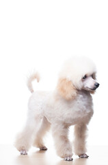image of dog white background