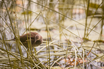 A reed warbler sits in the lake shore in the grass