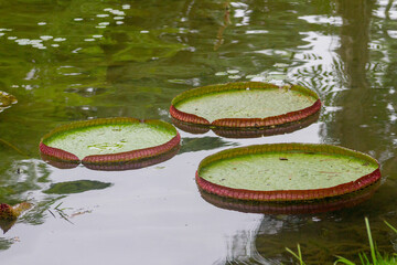 water lily plant in a lake in Rio de Janeiro, Brazil.