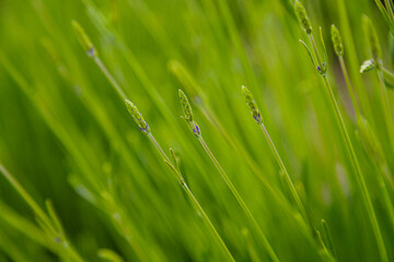 Fototapeta na wymiar Green branches of lavender bushes.
