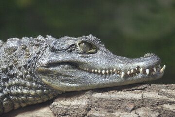 Spectacled Caiman, Chester Zoo, Chester, Cheshire, UK.