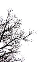 silhouette of branches and a tree in Rio de Janeiro, Brazil.