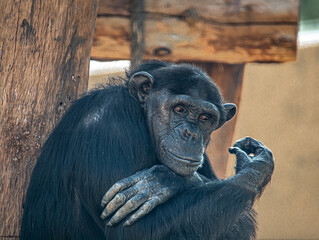 Monkeys in relaxing time