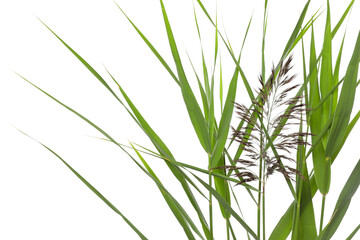Beautiful reeds with lush green leaves and seed head on white background, closeup