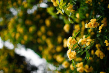 blooming yellow flowers bush on a blurred background