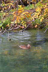 Mallard ducks in a river and colorful autumn leaves. Selective focus.