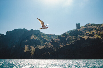 seagull flying over sea against rocks