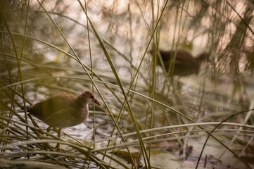 A reed warbler sits in the lake shore in the grass