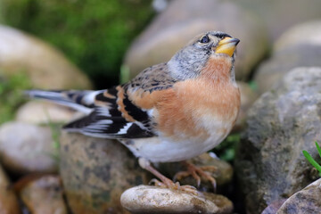 pinson du nord mâle  buvant à la mare en automne