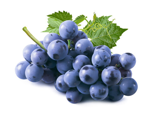 Bunch of fresh blue grapes with leaves isolated on white background