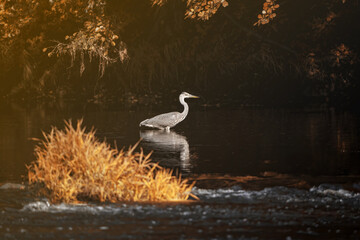 Great Egret in the wild on the hunt