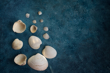 Various sea shells on deep blue concrete background with copy space for text