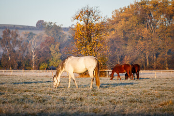Herd of horses grazing grass on pasture. Animal farm. Thoroughbred horse livestock. Cold morning at...