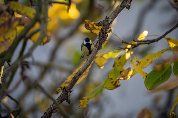 autumn garden and its inhabitants