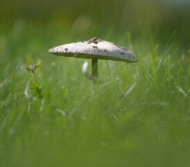 Pilz auf einer grünen Wiese