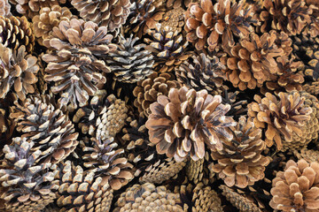 brown black pine cones with visible details. background or texture