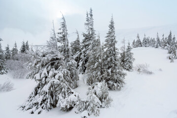 Fototapeta na wymiar amazing winter forest. fir trees covered with snow. beautiful winter landscape