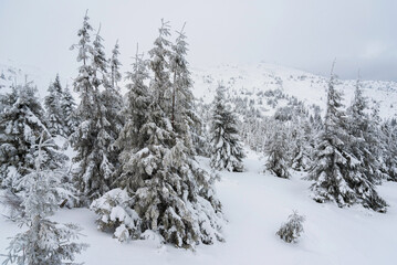 Fototapeta na wymiar amazing winter forest. fir trees covered with snow. beautiful winter landscape