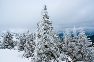 amazing winter forest. fir trees covered with snow. beautiful winter landscape