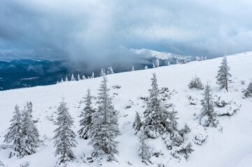 amazing winter forest. fir trees covered with snow. beautiful winter landscape
