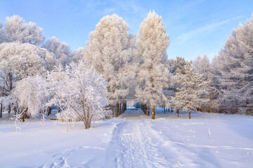 Trees covered with frost on a frosty winter day. Climate, weather, meteorology.