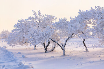 Trees covered with frost on a frosty winter day. Climate, weather, meteorology.