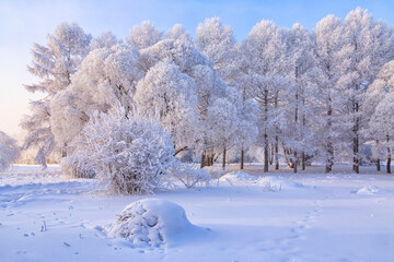 Trees covered with frost on a frosty winter day. Climate, weather, meteorology.