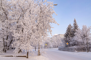Trees covered with frost on a frosty winter day. Climate, weather, meteorology.