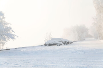 Winter background, fog, plants covered with hoarfrost. Climate, weather, meteorology.