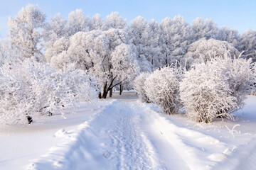Trees covered with frost on a frosty winter day. Climate, weather, meteorology.