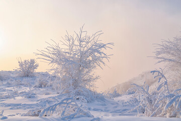 Winter background, fog, plants covered with hoarfrost. Climate, weather, meteorology.