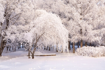 Trees covered with frost on a frosty winter day. Climate, weather, meteorology.
