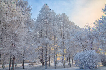 Trees covered with frost on a frosty winter day. Climate, weather, meteorology.