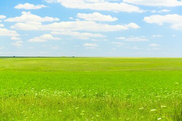 Obraz premium Green plants landscape on agriculture field