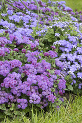 Obraz premium Ageratum houstonianum dans un massif