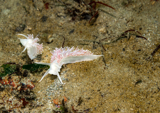 Red Flabellina (Flabellina triophina). Photographed off Vancouver Island, BC.