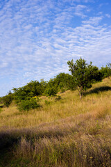 landscape with trees