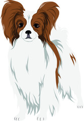 The Papillon (Continental Toy Spaniel) Colored Vector Illustration