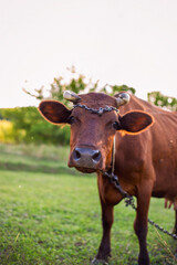 cow in a field