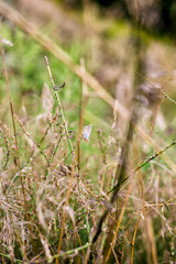 grass in the morning