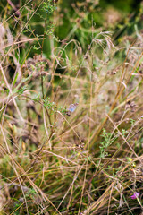 dragonfly on the grass