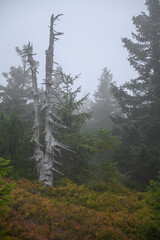 Las pokryty mgłą w górach Sowich. Mroczny las skąpany we mgle. 
